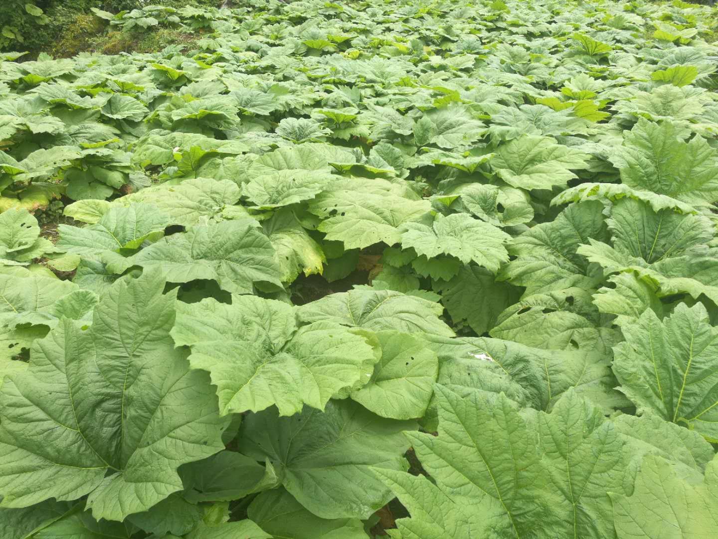 四川省阿坝藏族羌族自治州大黄芽头亩产量