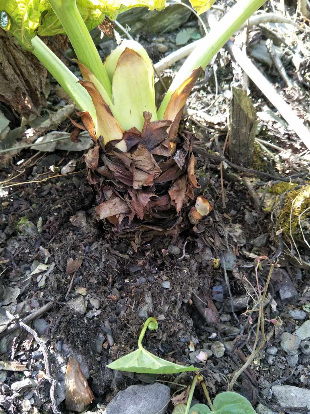 四川省乐山市大黄种籽种植基地