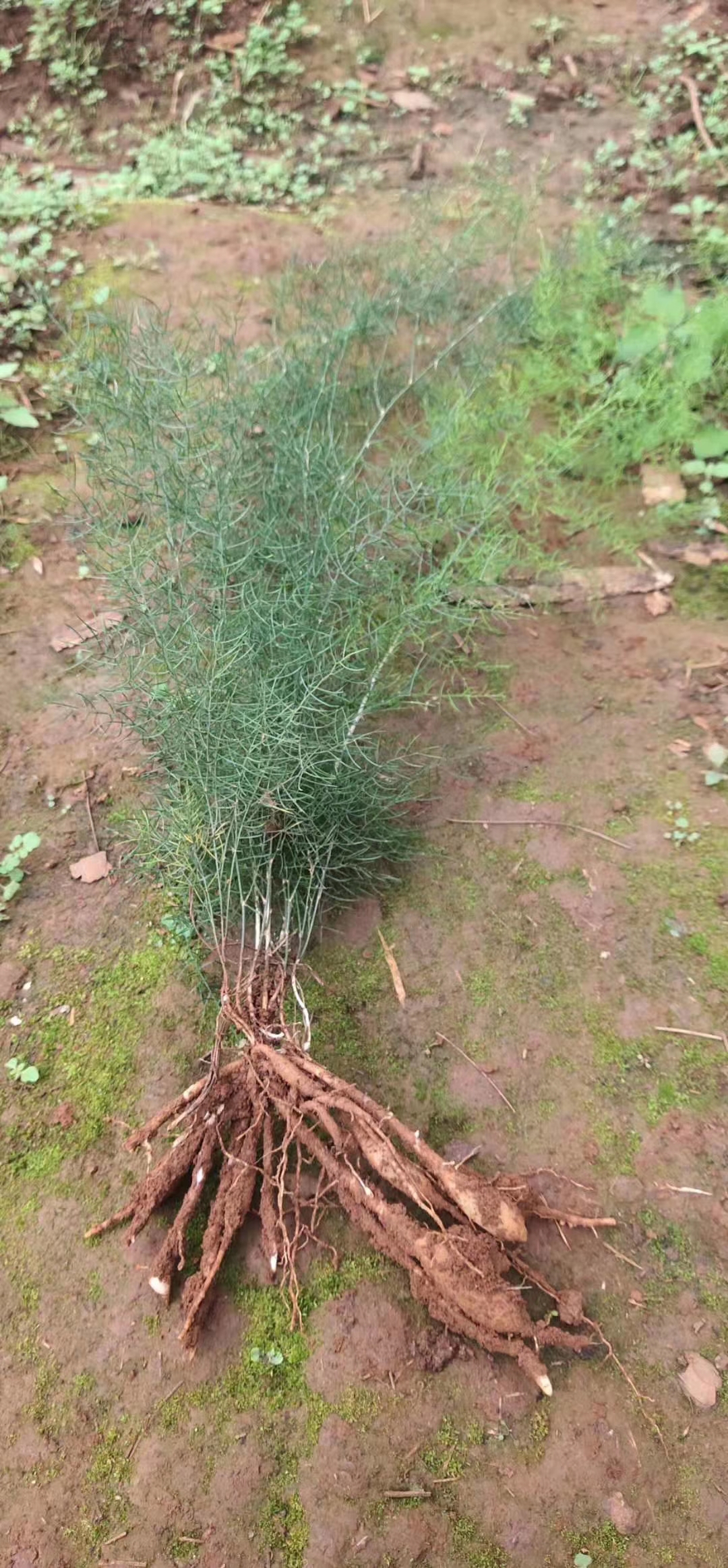 四川省成都市天门冬小苗种植基地