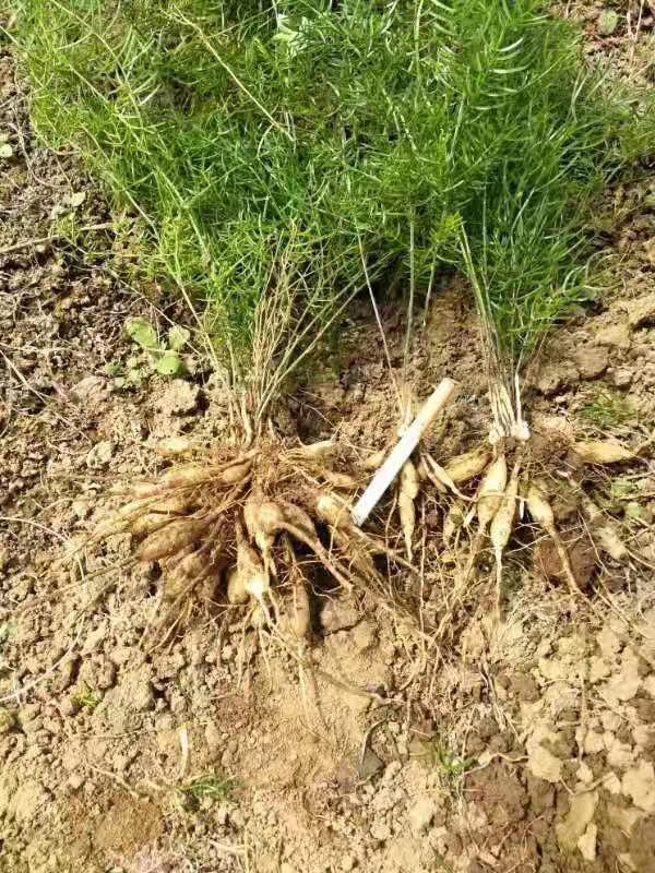 四川省成都市天门冬小苗种植基地