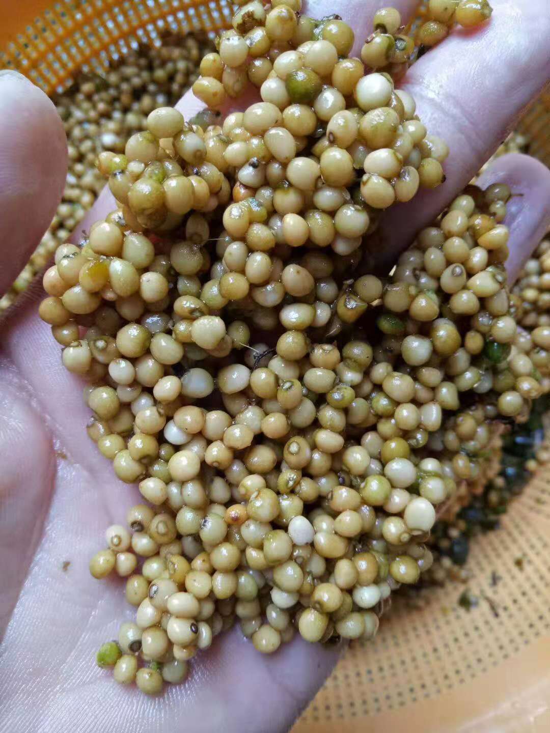 四川省乐山市哪里有黄精种子什么时候栽