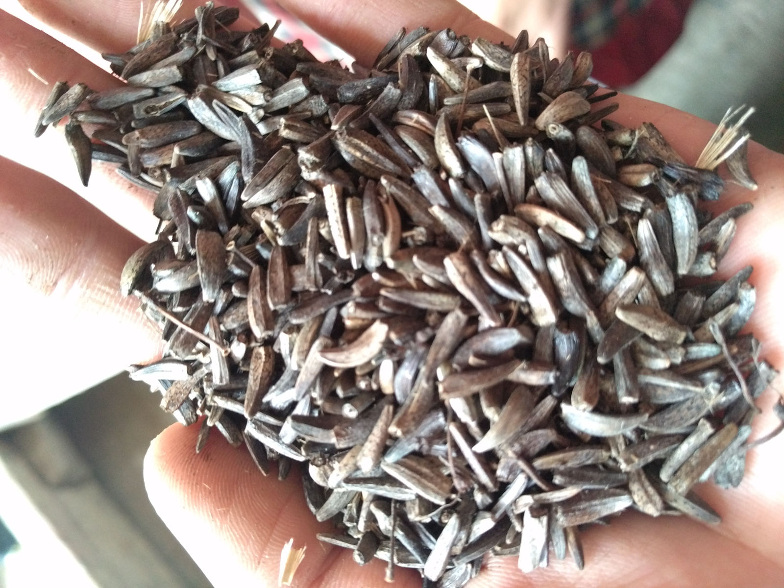 云南省迪庆藏族自治州川木香种子多少钱一斤