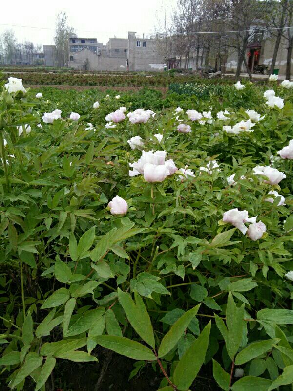 重庆云木香种籽几月份播种