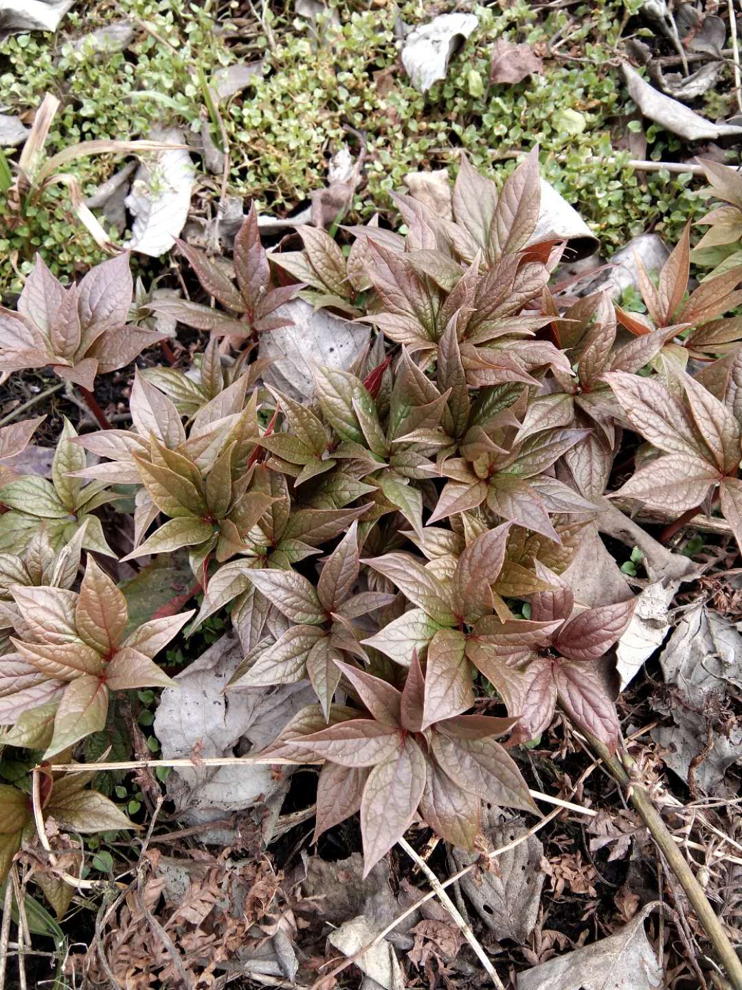 绵阳市涪城区川赤芍苗多少钱一颗