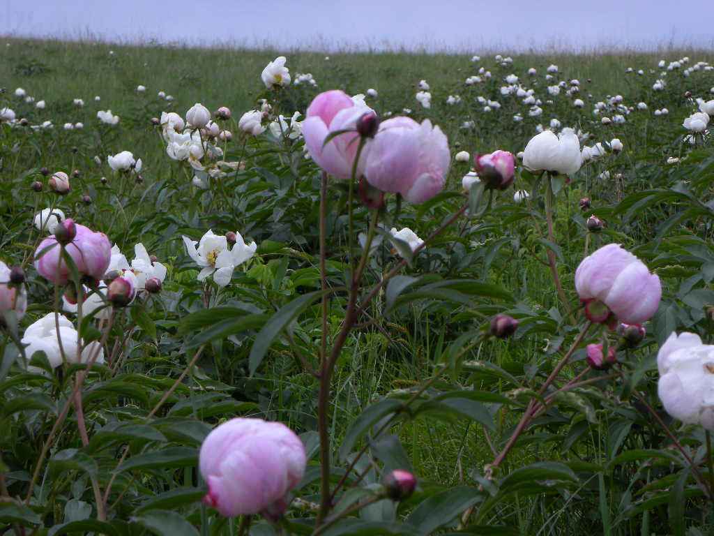 绵阳市涪城区川赤芍苗多少钱一颗