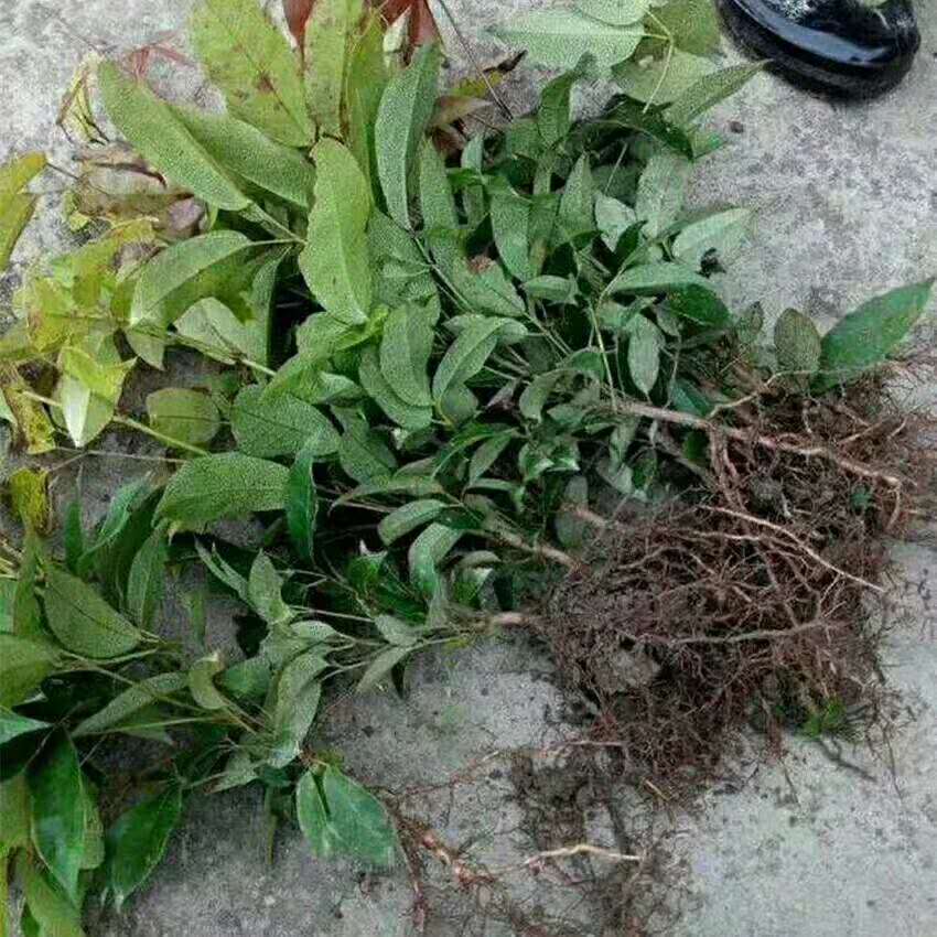 高产量八月瓜种植前景哪个品种好