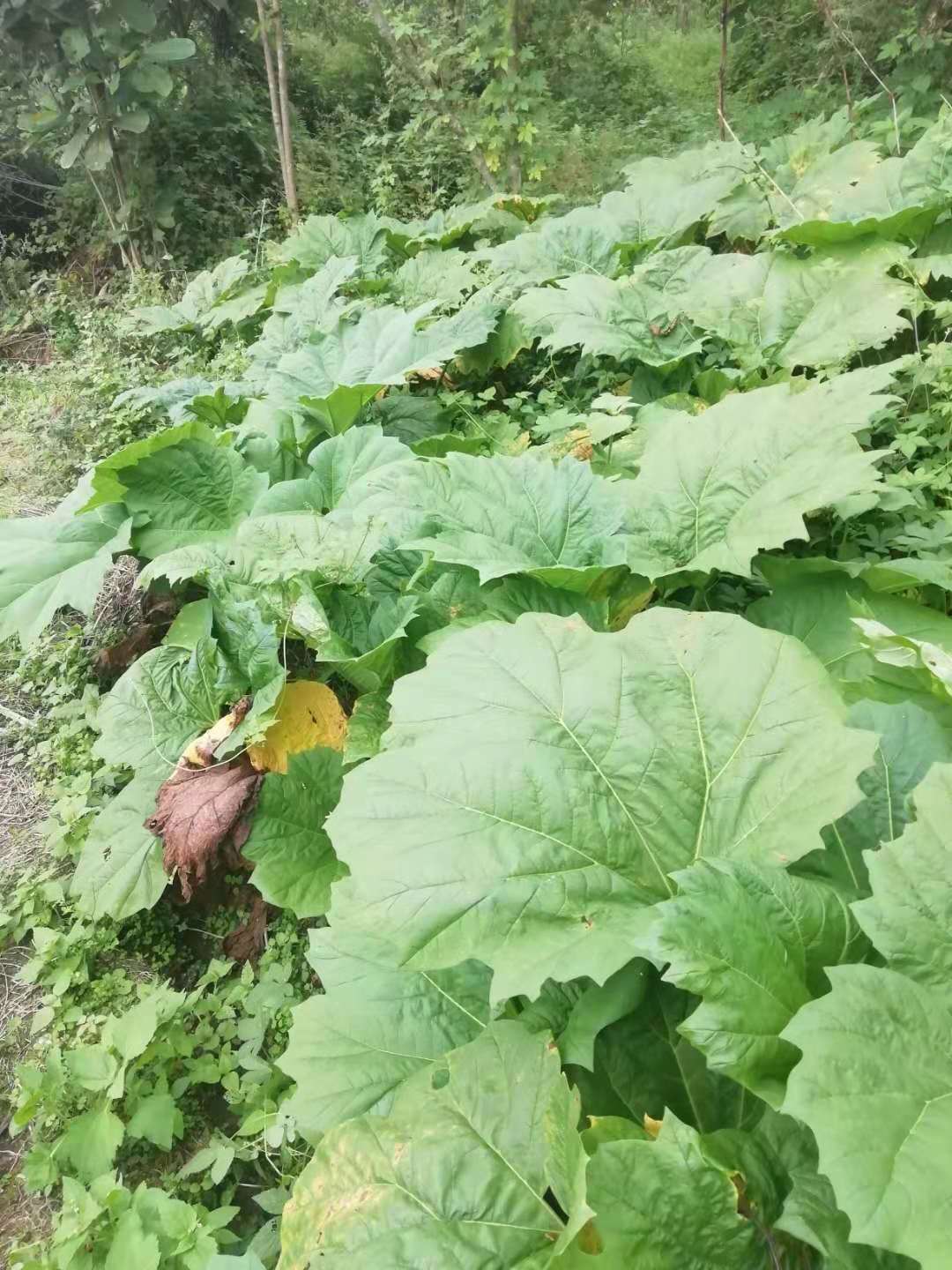 湖北省马蹄大黄种子一斤有多少颗