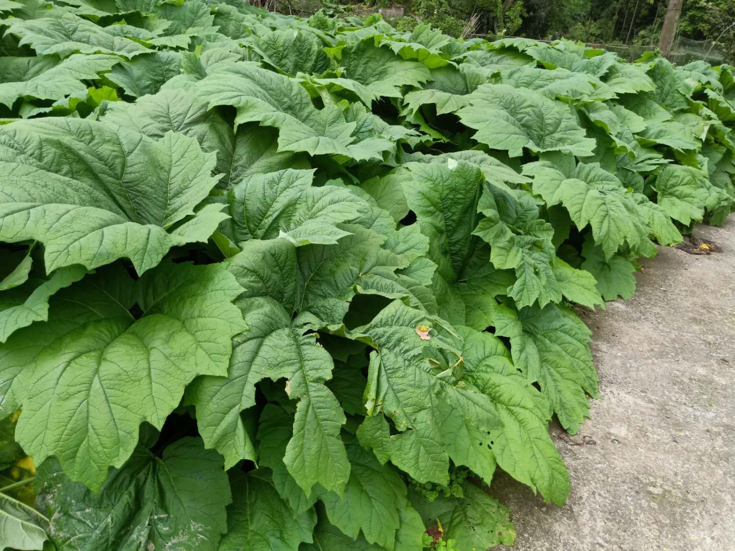 重庆大黄种芽一亩地用多少种子