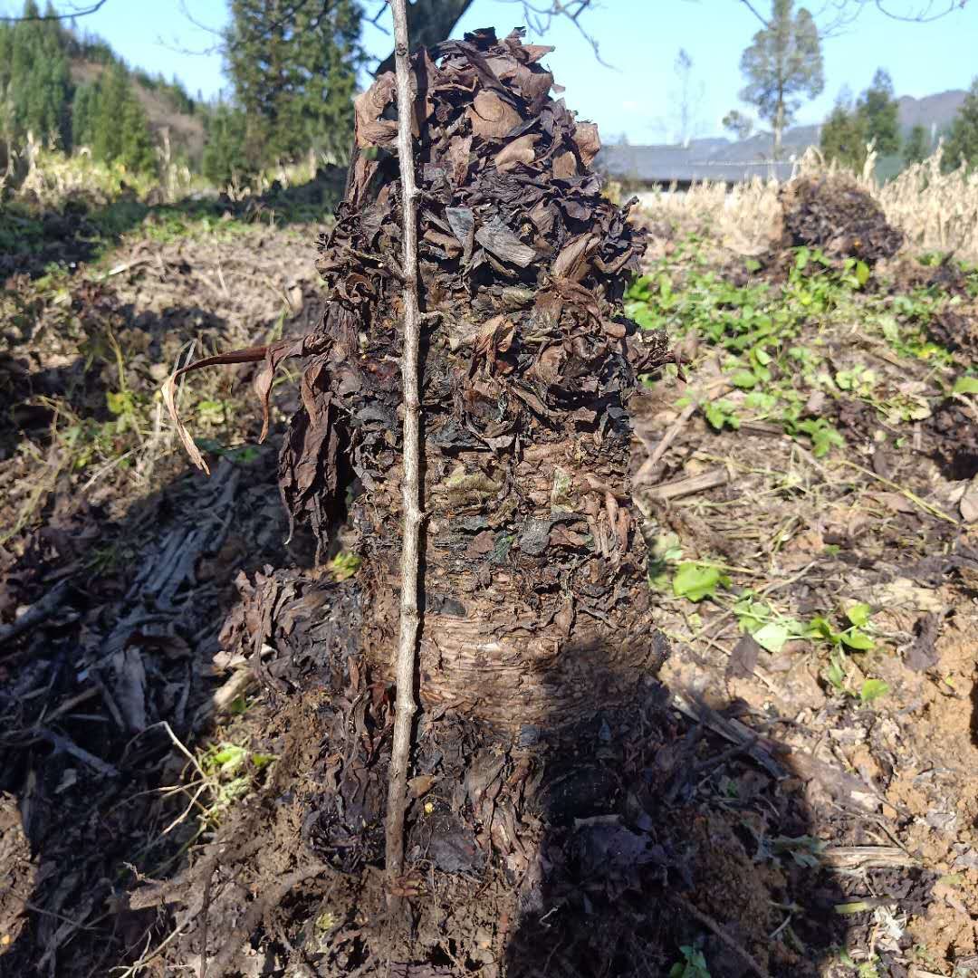 重庆大黄种芽一亩地用多少种子