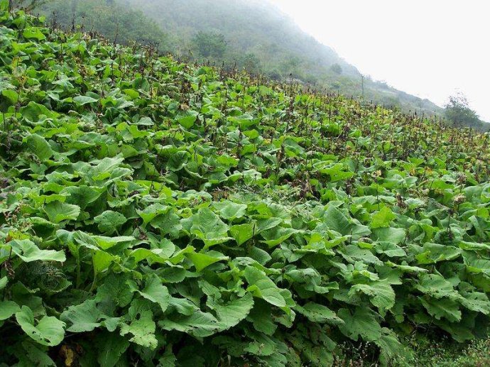 四川省资阳市种植黄精药材收益高