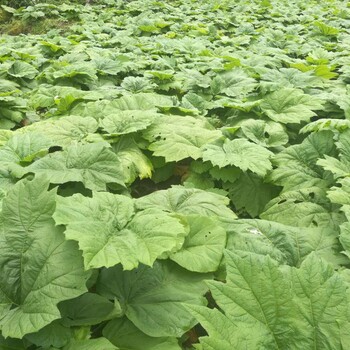 雅安市中药材种植基地