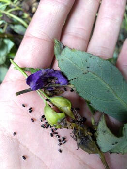 什么种植中药材哪里有