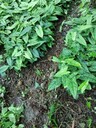 甘孜藏族自治州地苦膽種苗種植前景