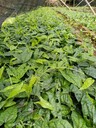 哪里有地苦膽苗基地
