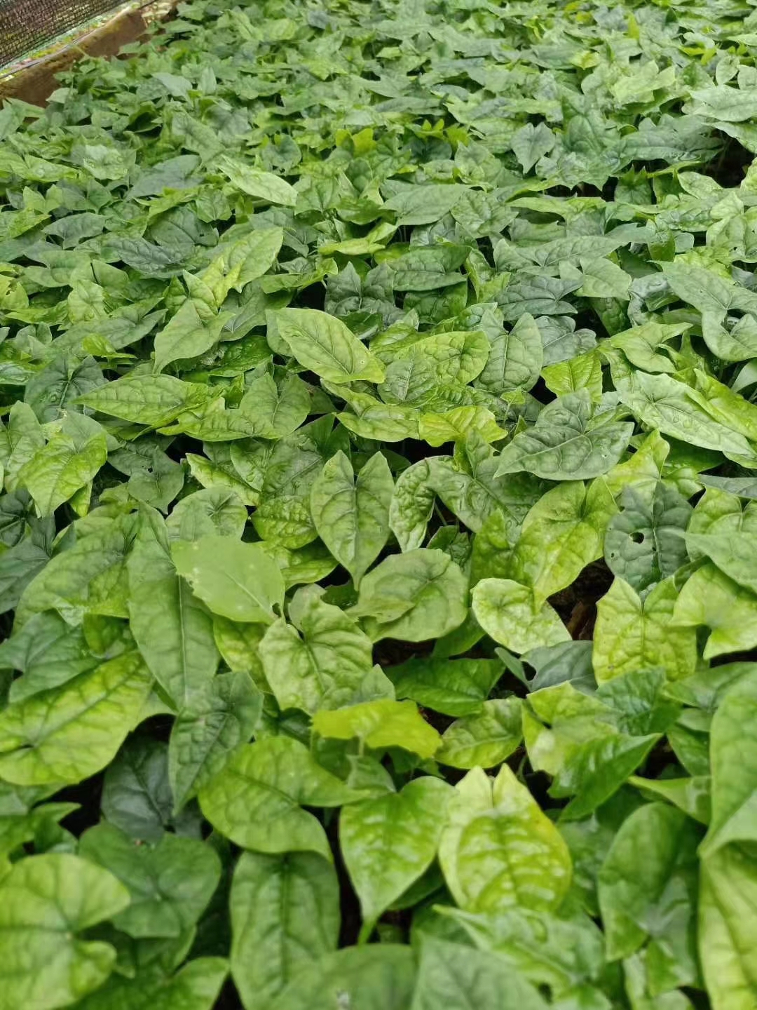 甘孜藏族自治州地苦膽種苗種植前景