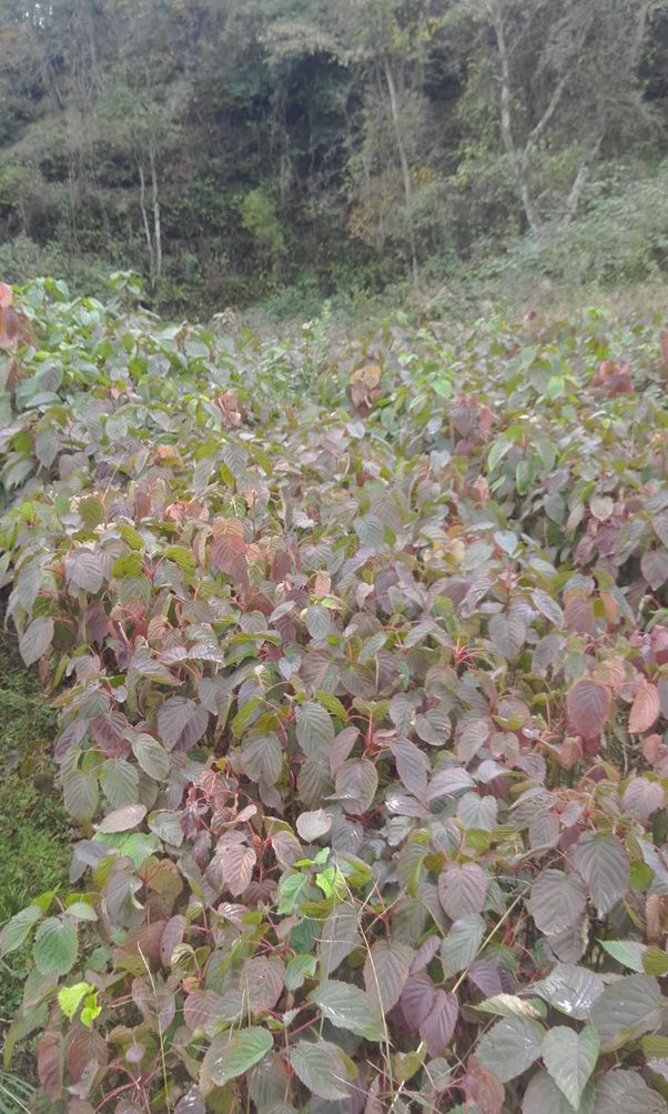 绵阳市江油市中药材种植基地