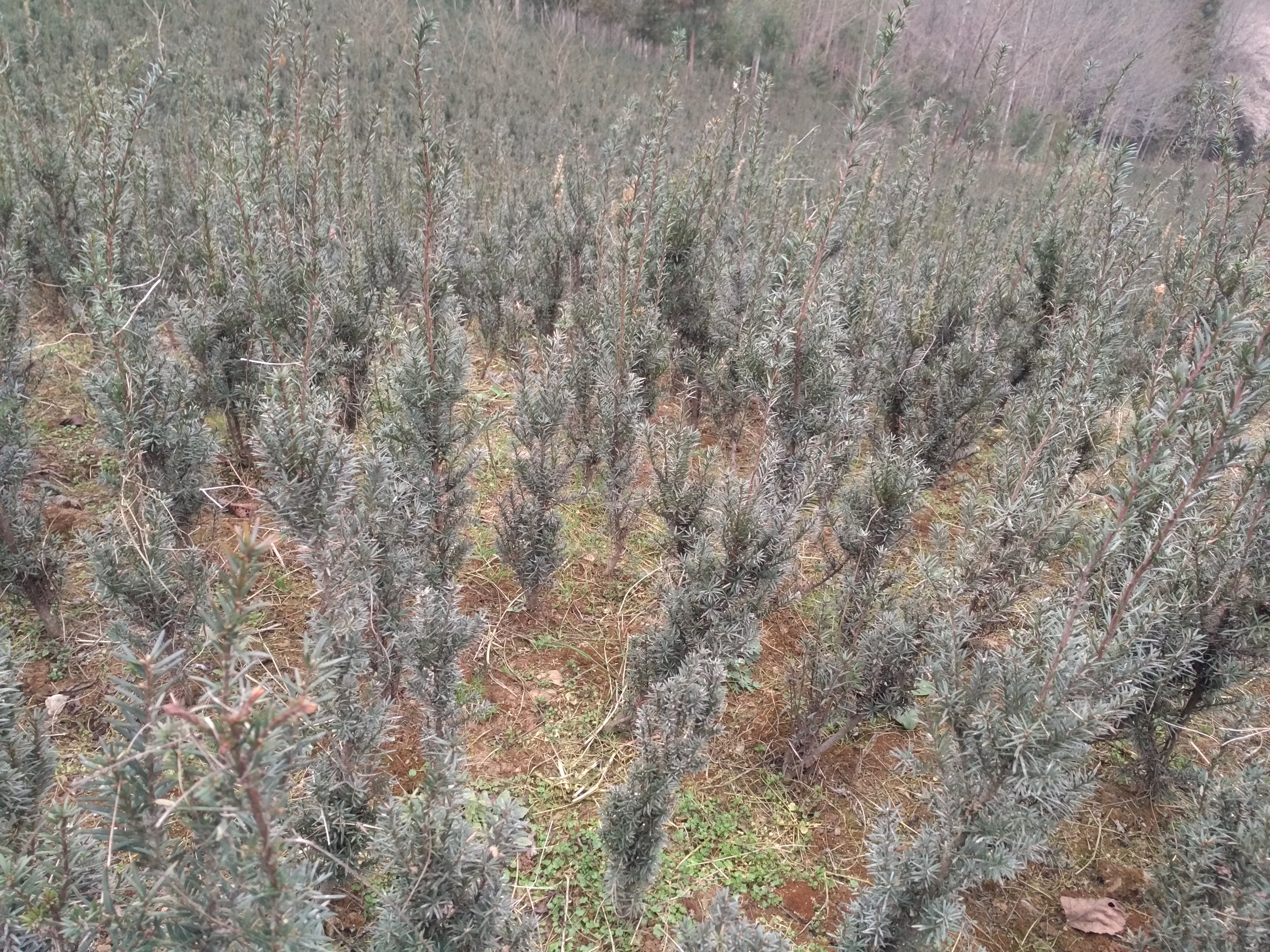 綿陽市北川羌族自治縣種植基地
