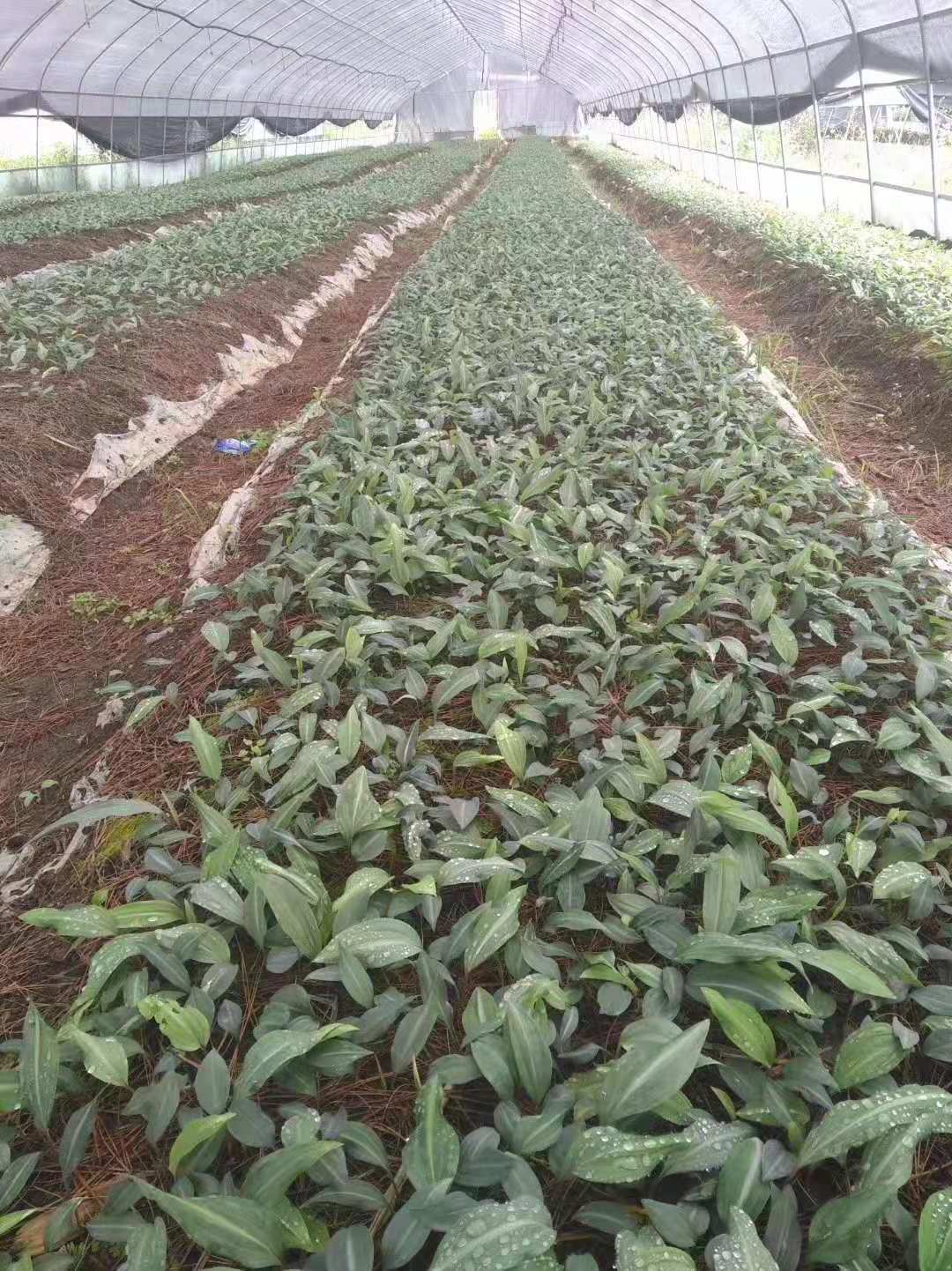 綿陽市北川羌族自治縣種植基地
