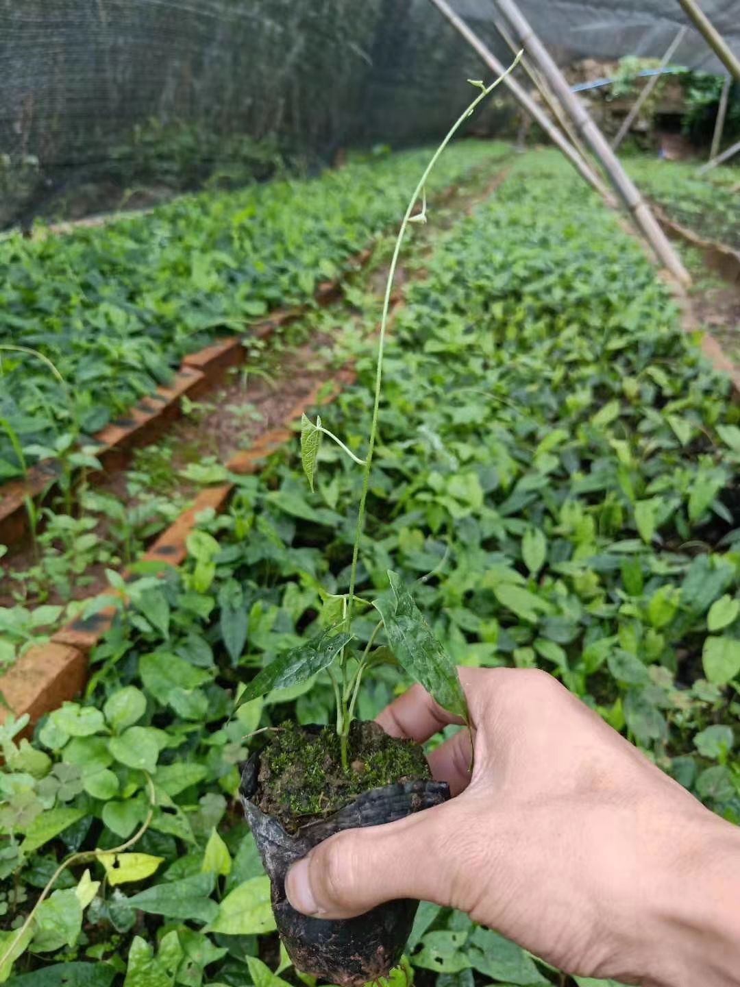 绵阳市江油市中药材种植基地