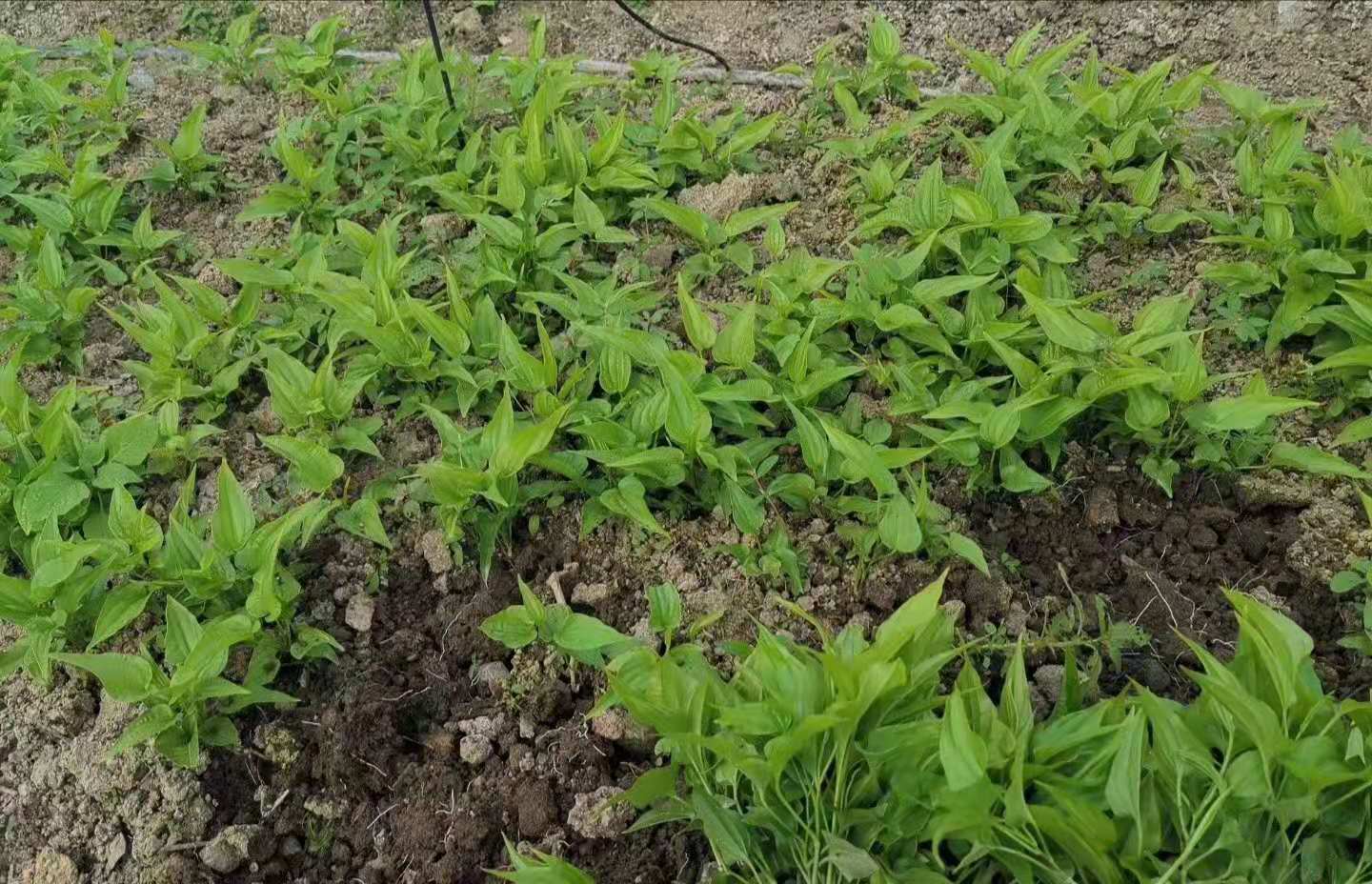 绵阳市江油市中药材种植基地