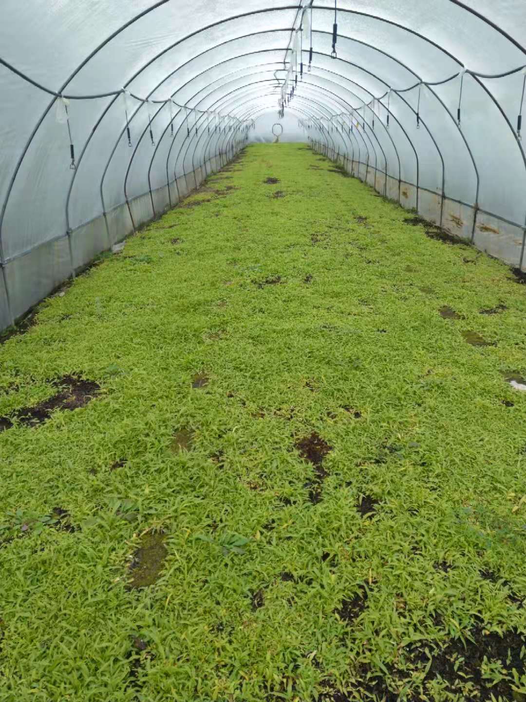 湖北省宜昌市白芨苗價格