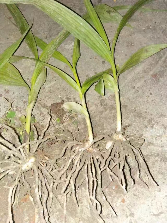 云南省昭通市白芨苗種植經濟價值