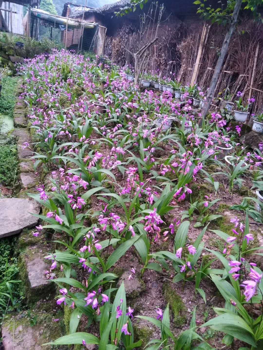 湖北白芨种植前景