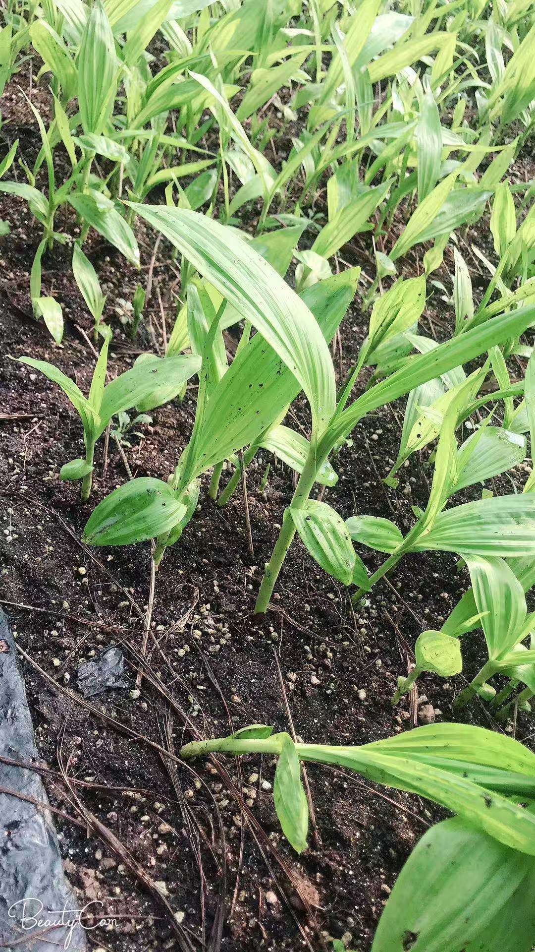 四川省巴中市白芨种子栽植前景