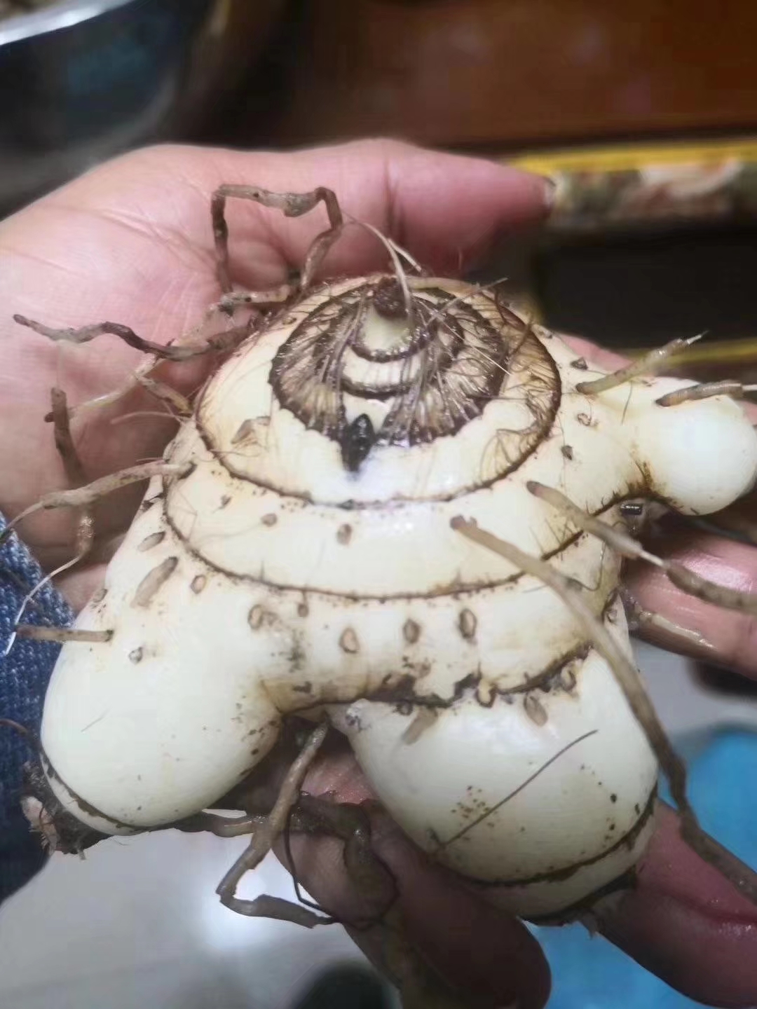 云南省昭通市白芨苗種植經濟價值