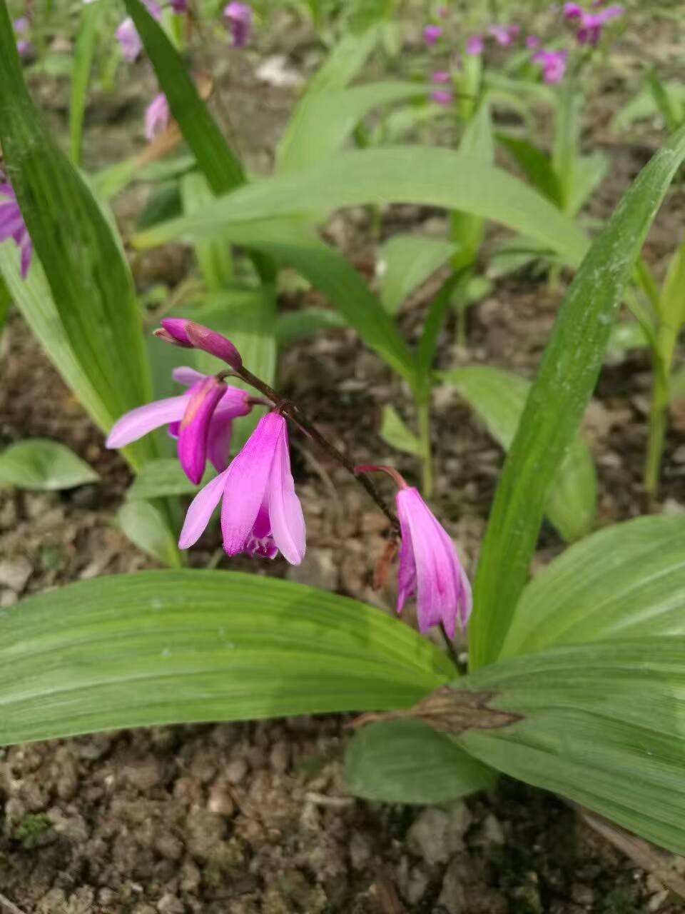 湖北省宜昌市白芨苗價格