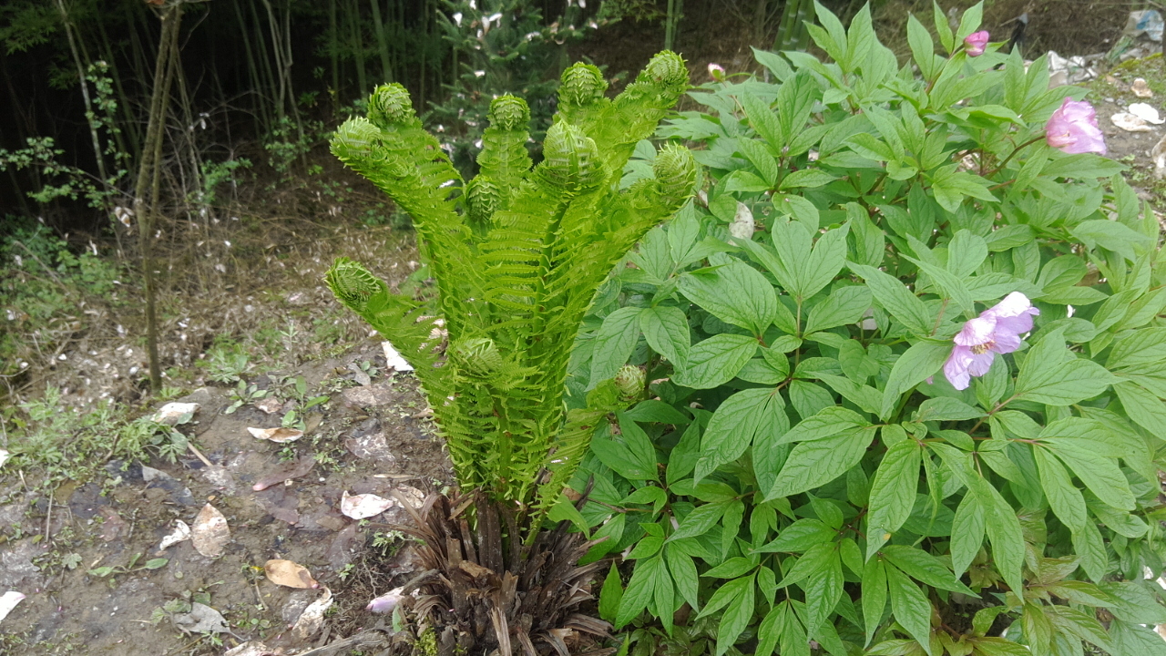 江西省中藥材種植基地