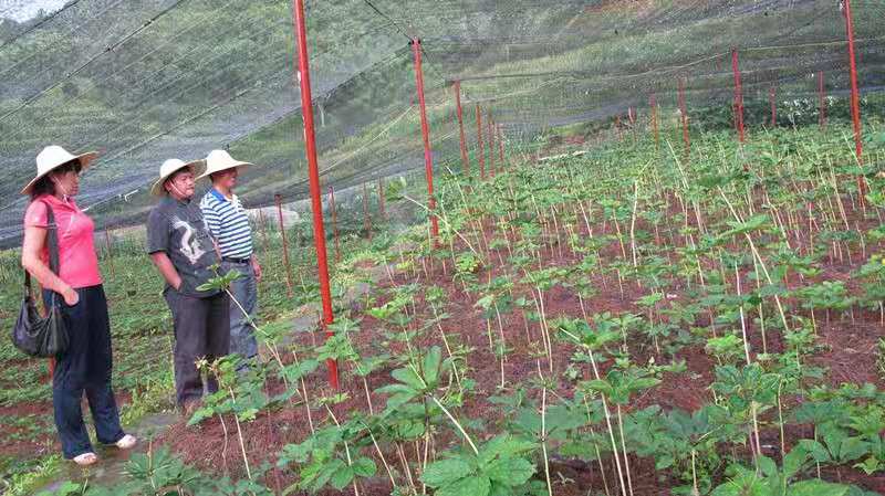 江西省中藥材種植基地