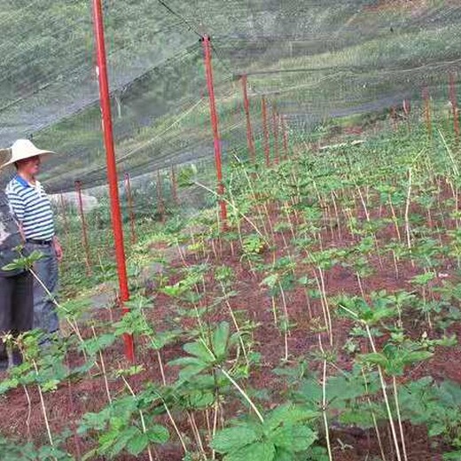 四川省巴中市通江县适合丘陵中药材种植