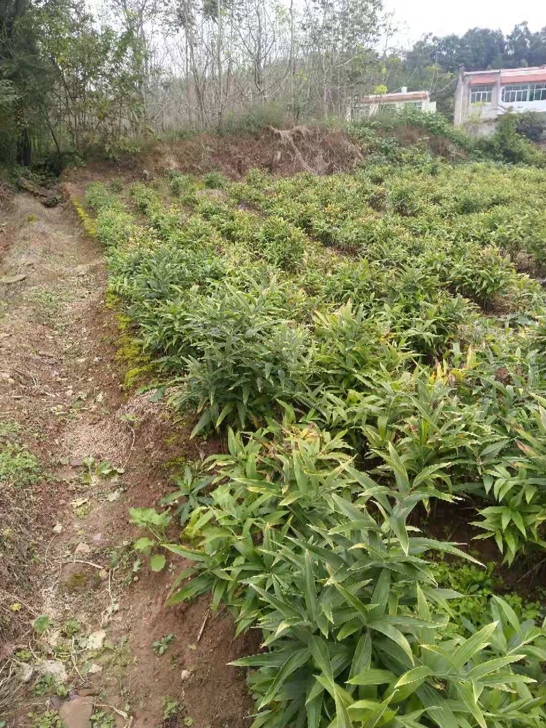 江西省中藥材種植基地