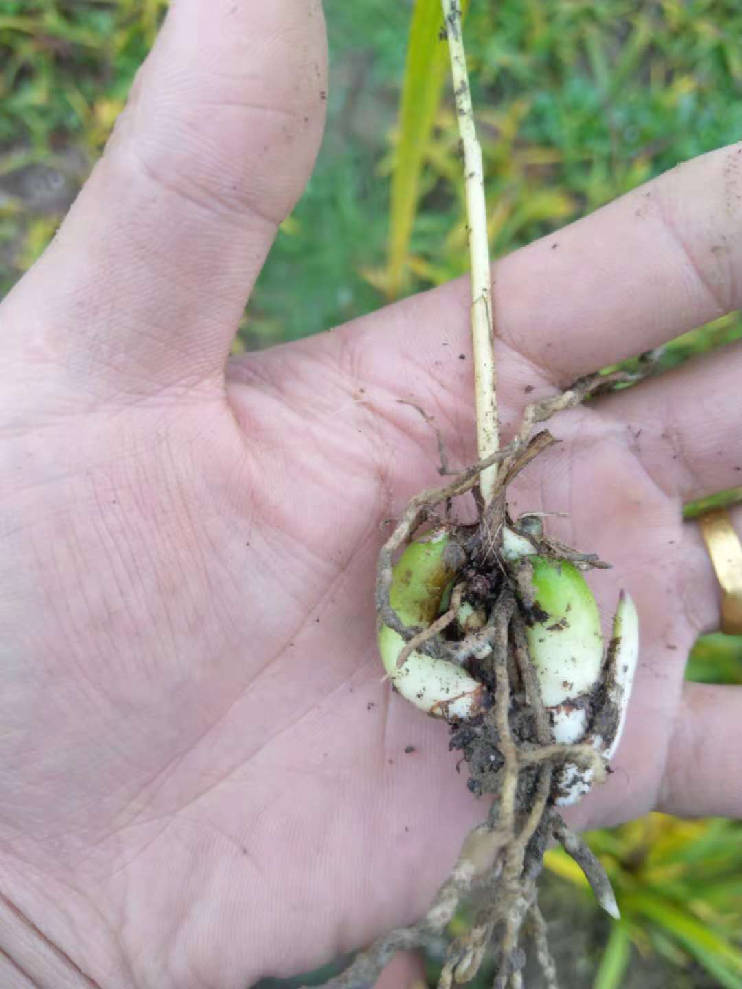 江西省中藥材種植基地