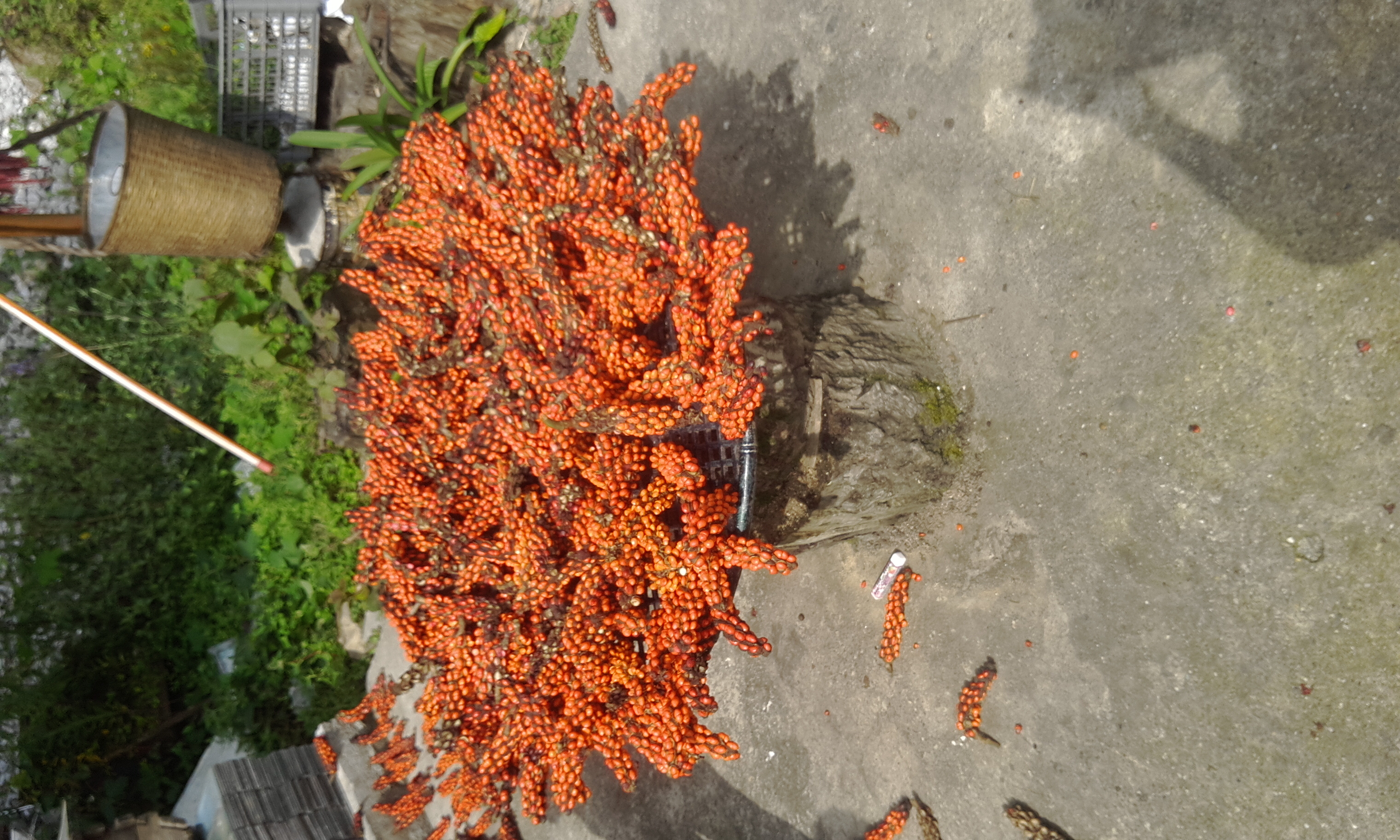 江西省中藥材種植基地