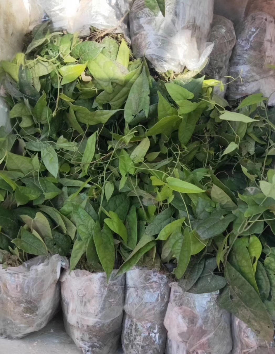 四川省自贡市富顺县有前途的中药材种植