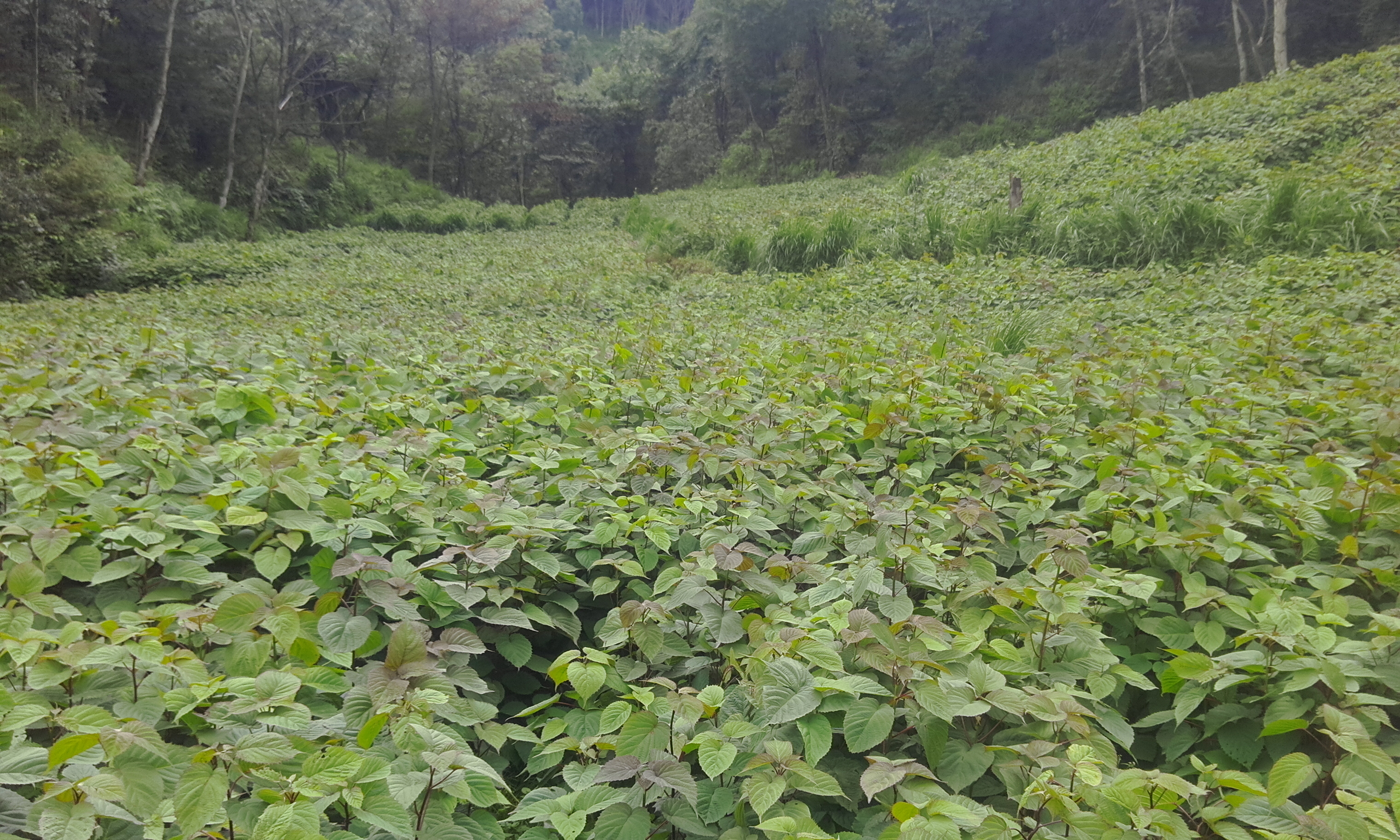 四川省甘孜州雅江县高海拔中药材品种