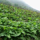 四川省成都市郫縣野生中藥材品種