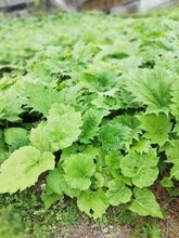 云南省思茅市中药材种植基地图片