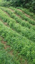 四川省雅安市中药材种植公司图片