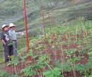 湖北省随州市价值高的中药材种植选择图片