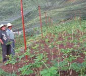 云南省大理州稀缺的中药材种植品种