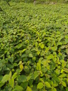 陜西省寶雞市好賣中藥材種植品種