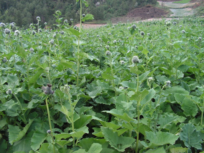 四川省泸州市价值高的中药材种植品种