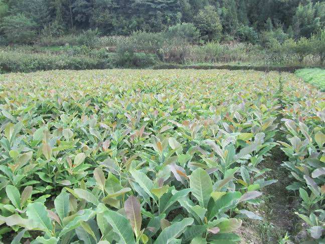 四川省甘孜州有前景的中药材种植基地