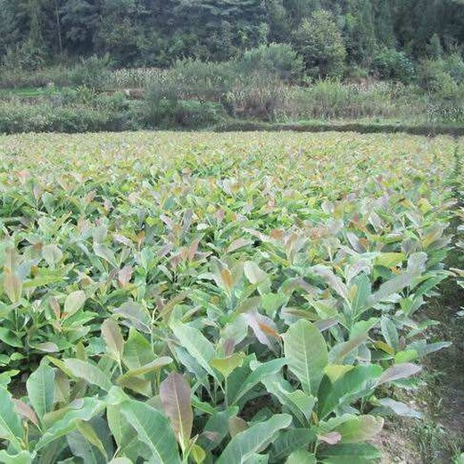 四川省内江市需求大中药材种植品种