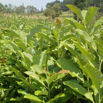 贵州省毕节地区会涨价的中药材种植品种