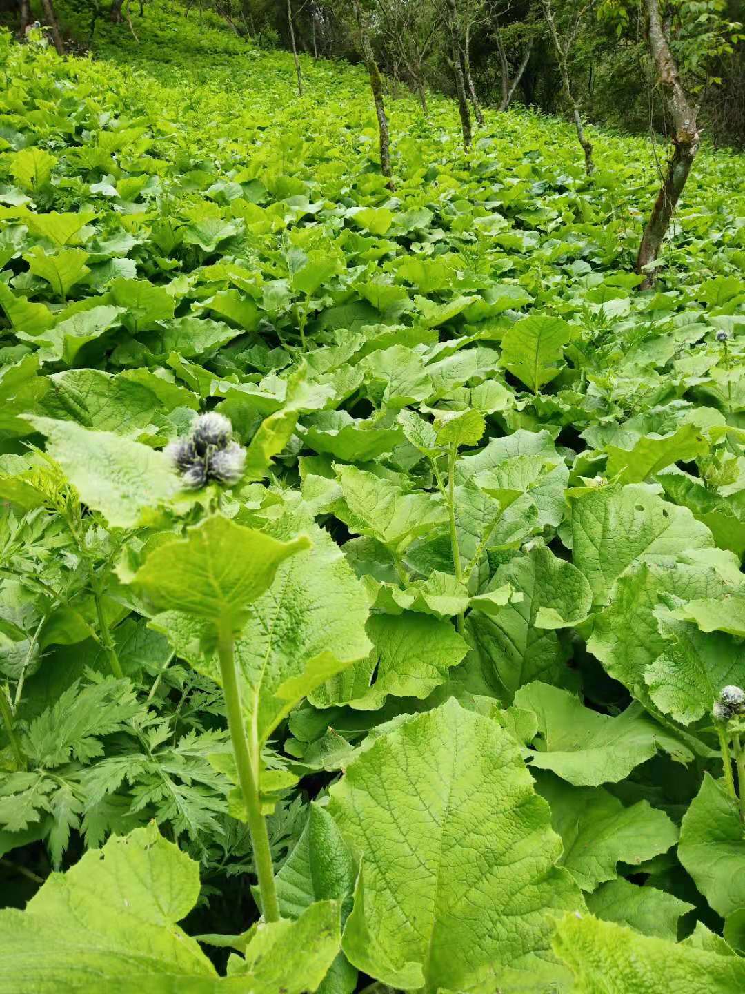 四川省成都市干旱地区的中药材种植选择