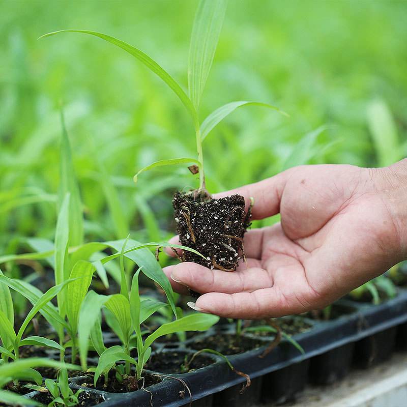 四川省南充市需求大中药材种植品种